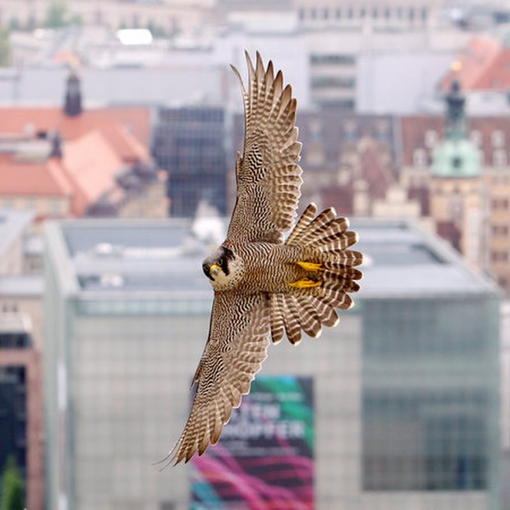 Meet your Posher, Sandra